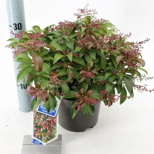 6x Pieris Katsura 17cm Pot 30cm Shrub Plant